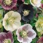 Helleborus Mixed 8 Types 200 Seeds