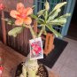 Adenium Obesum Seeds Desert Rose 8 Seeds