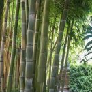 Giant Bamboo Coffee Color 60 Seeds