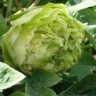 Chinese Peony Tree Light Green Ball Type Flowers 20 Seeds