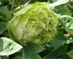 Chinese Peony Tree Light Green Ball Type Flowers 20 Seeds