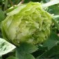 Chinese Peony Tree Light Green Ball Type Flowers 20 Seeds