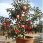 Red Apple Tree Bonsai Series 200 Seeds