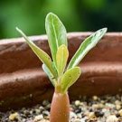 Desert Rose 240 Seeds