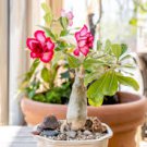 Desert Rose Colorful 2 Seeds