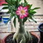 Desert Rose Colorful 2 Seeds
