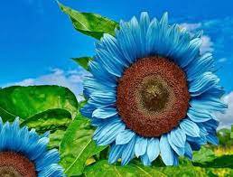 Dwarf Sunflower Blue Flowers 100 Seeds