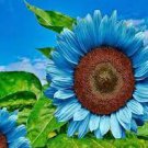 Dwarf Sunflower Blue Flowers 100 Seeds