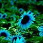 Dwarf Sunflower Blue Flowers 100 Seeds