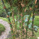 Bambusa Ventricosa Bamboo Hardy Clumping Type 100 Seeds