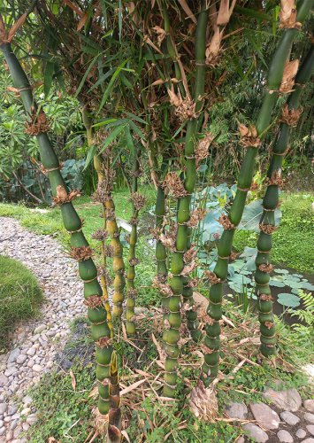 Bambusa Ventricosa Bamboo Hardy Clumping Type 100 Seeds