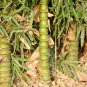 Bambusa Ventricosa Bamboo Hardy Clumping Type 100 Seeds