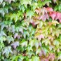 Vine Woodbine Grape Boston Ivy Colorful 200 Seeds
