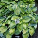 Hosta Bright Fresh Green Color 400 Seeds