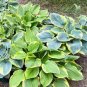 Hosta Bright Fresh Green Color 400 Seeds