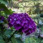 Hydrangea Dark Purple Ball Type Flowers 100 Seeds