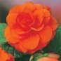Camellia Flores Bright Orange Color 100 Seeds