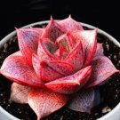 Echeveria Purpusorum Fresh Ones Red Spot Veriety 600 Seeds