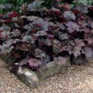Heuchera micrantha Gray Whitish Black Colors 200 Seeds
