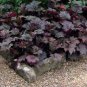Heuchera micrantha Gray Whitish Black Colors 200 Seeds