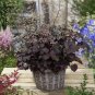 Heuchera micrantha Gray Whitish Black Colors 200 Seeds