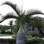 Bottle Palm Blue Color 40 Seeds