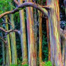 Rainbow Eucalyptus Seed Tropical Tree 200 Seeds
