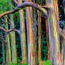 Rainbow Eucalyptus Seed Tropical Tree 200 Seeds