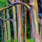 Rainbow Eucalyptus Seed Tropical Tree 200 Seeds
