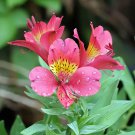 Peruvian Lily Alstroemeria Flower 200 Seeds
