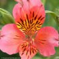Peruvian Lily Alstroemeria Flower 200 Seeds