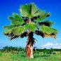 Palm Tropical Outdoor Evergreen Fan-Shaped 60 Seeds