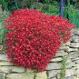 Creeping Thyme Seeds Rock CRESS - Dark Red Flowers 1000 Seeds