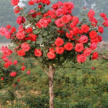 Chinese Rose Tree Bonsai Seeds - Dark Red Doubel Flowers 200 Seeds