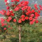 Chinese Rose Tree Bonsai Seeds - Dark Red Doubel Flowers 200 Seeds