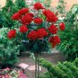 Chinese Rose Tree Bonsai Seeds - Dark Red Doubel Flowers 200 Seeds
