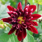 Red Dahlias 100 Seeds