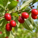 Cornelian Cherry Cornus Dogwood 20 Seeds