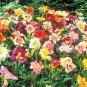 Mixed Tawny Daylily Mixed 9 Colors 400 Seeds