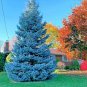 Blue Spruce Tree Picea Tree 200 Seeds
