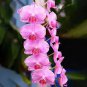Rainbow Butterfly Orchid Colorful Flowers 100 Seeds
