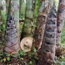 Huge Dragon Bamboo Giant Bambu Tree 200 Seeds