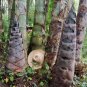 Huge Dragon Bamboo Giant Bambu Tree 200 Seeds