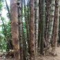 Huge Dragon Bamboo Giant Bambu Tree 200 Seeds