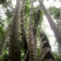 Huge Dragon Bamboo Giant Bambu Tree 200 Seeds