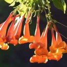 Fuchsia Orange Flowers with Dark Red Centre Flowers 20 Seeds