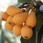 Loquat Fruit Tree 20 Seeds
