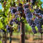 Big Miniature Grape Vine Purple Fruits 100 Seeds