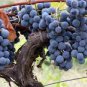 Big Miniature Grape Vine Purple Fruits 100 Seeds