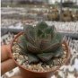 Echeveria Purpusorum 200 Seeds